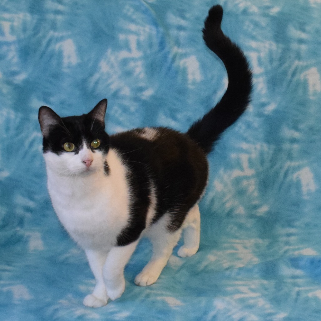 Sushi, an adoptable Domestic Short Hair in Eureka, CA, 95503 | Photo Image 3
