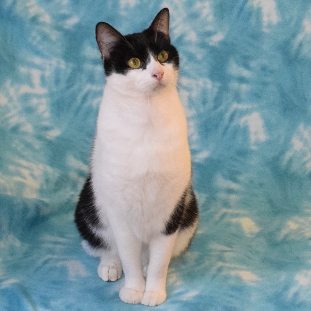 Sushi, an adoptable Domestic Short Hair in Eureka, CA, 95503 | Photo Image 4