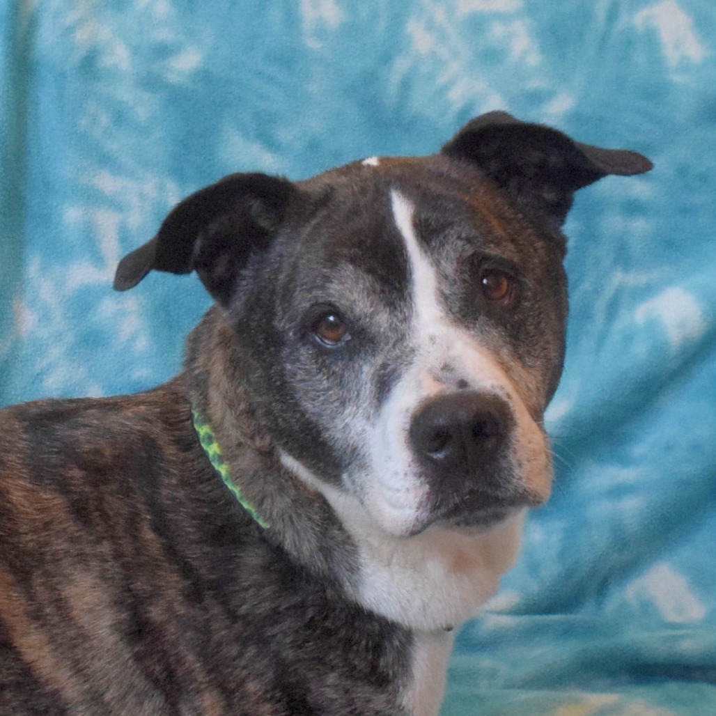 Bisquit, an adoptable Pit Bull Terrier, Mixed Breed in Eureka, CA, 95503 | Photo Image 1