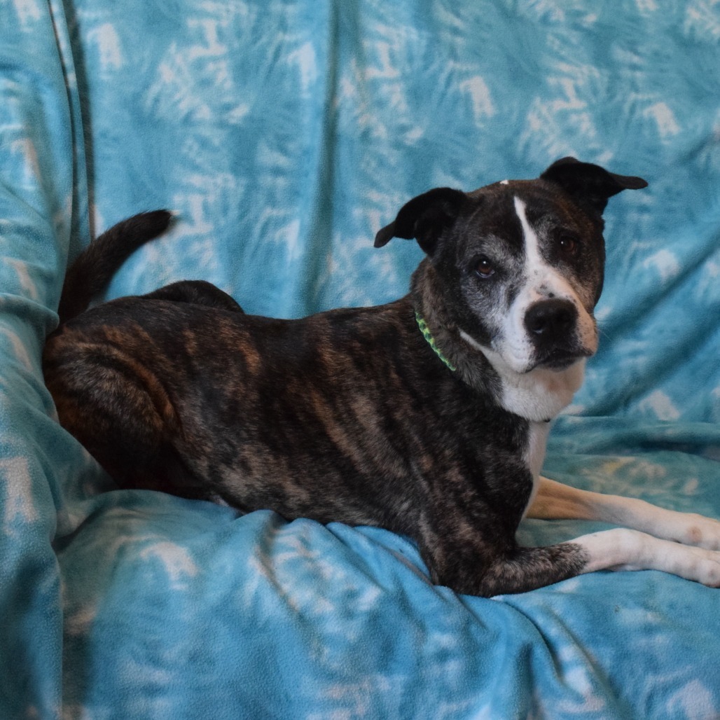 Bisquit, an adoptable Pit Bull Terrier, Mixed Breed in Eureka, CA, 95503 | Photo Image 2