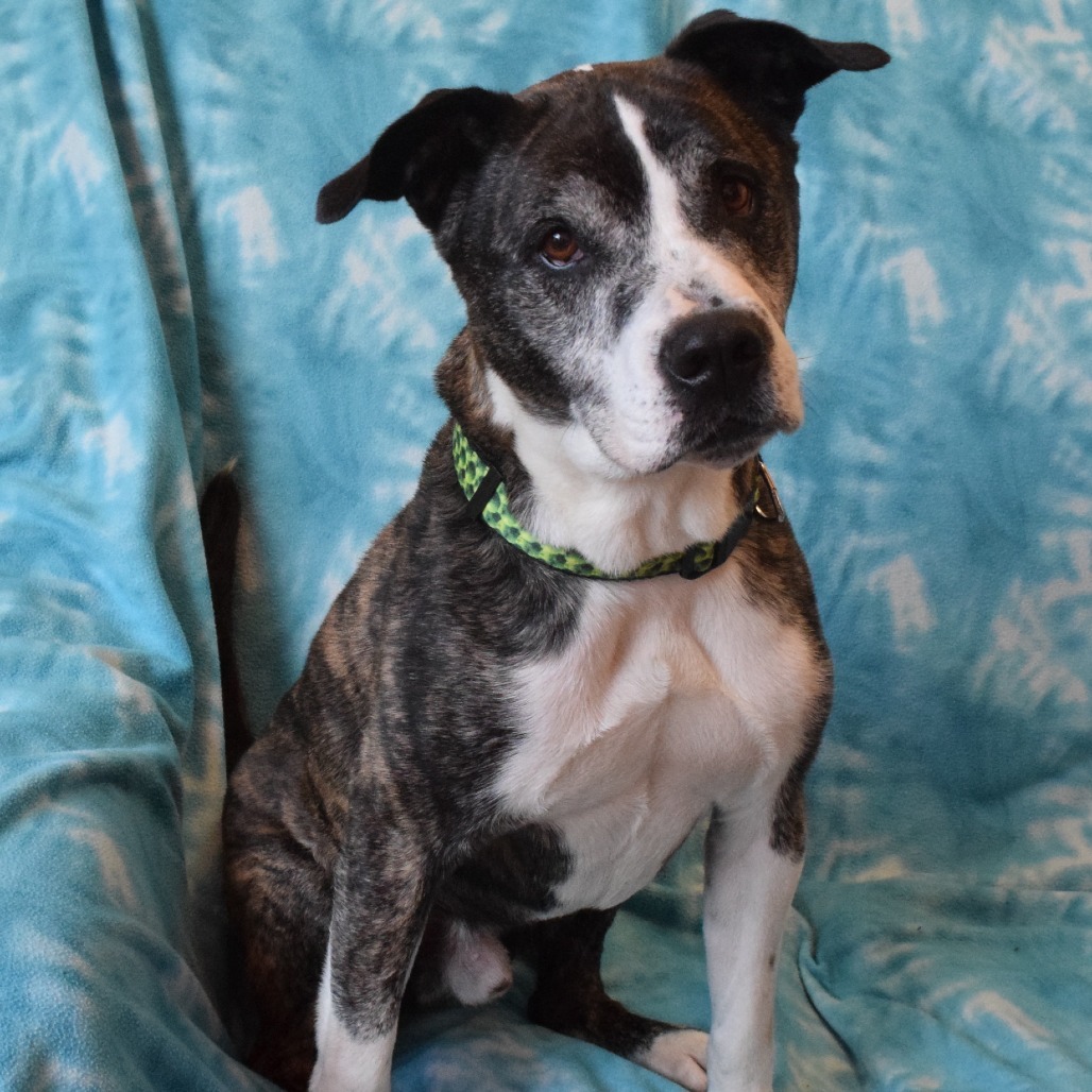 Bisquit, an adoptable Pit Bull Terrier, Mixed Breed in Eureka, CA, 95503 | Photo Image 3