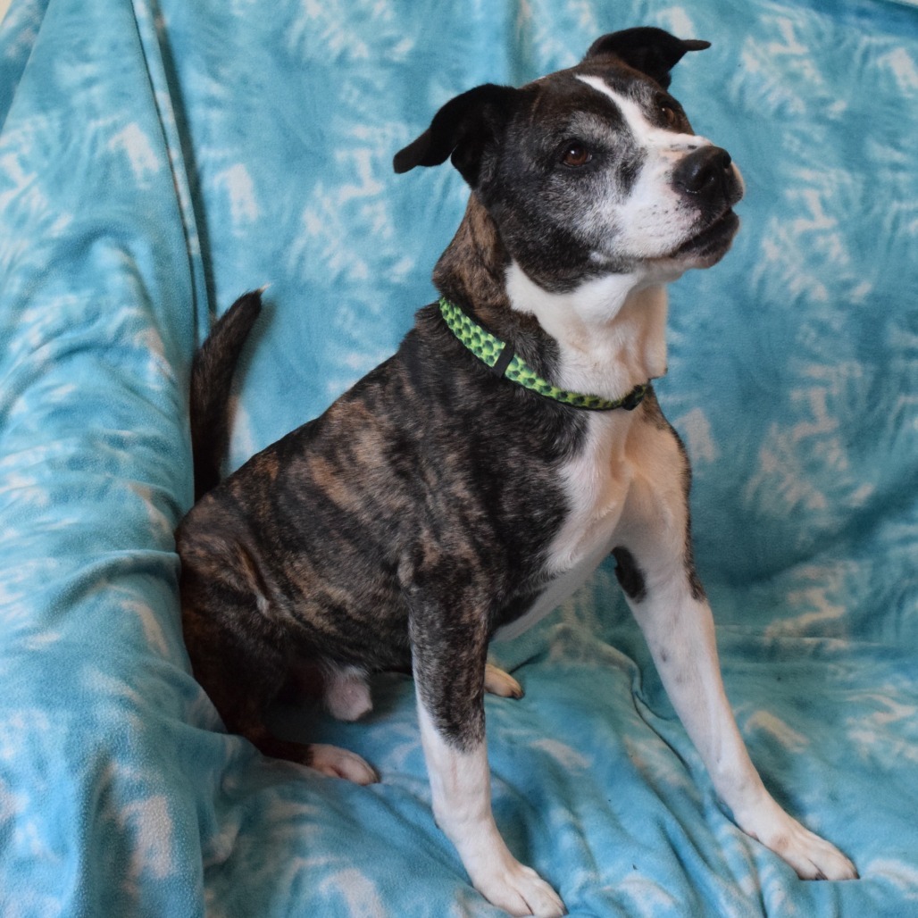 Bisquit, an adoptable Pit Bull Terrier, Mixed Breed in Eureka, CA, 95503 | Photo Image 4
