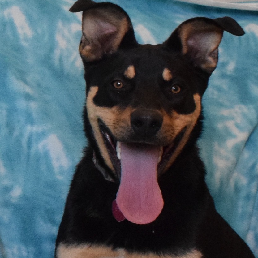 Brownie, an adoptable Rottweiler in Eureka, CA, 95503 | Photo Image 1