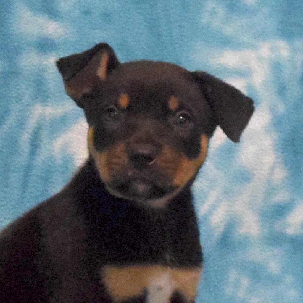 Brownie, an adoptable Rottweiler in Eureka, CA, 95503 | Photo Image 2