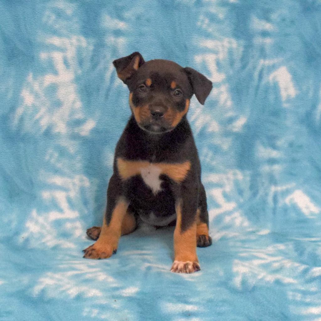 Brownie, an adoptable Rottweiler in Eureka, CA, 95503 | Photo Image 3