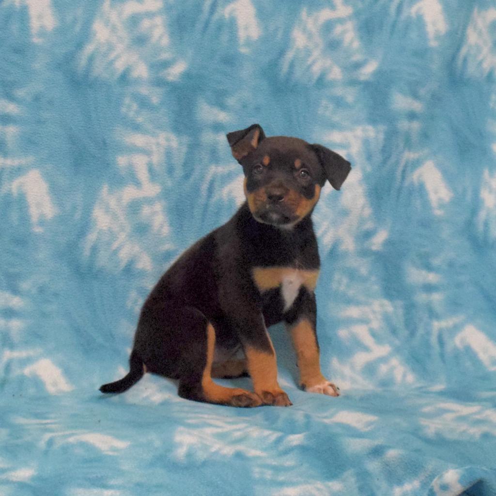 Brownie, an adoptable Rottweiler in Eureka, CA, 95503 | Photo Image 4