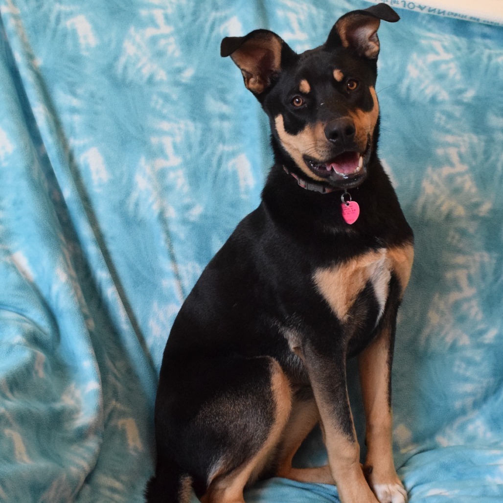 Brownie, an adoptable Rottweiler in Eureka, CA, 95503 | Photo Image 5