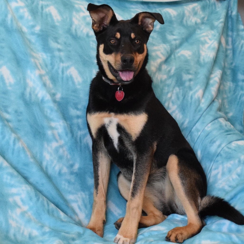 Brownie, an adoptable Rottweiler in Eureka, CA, 95503 | Photo Image 6