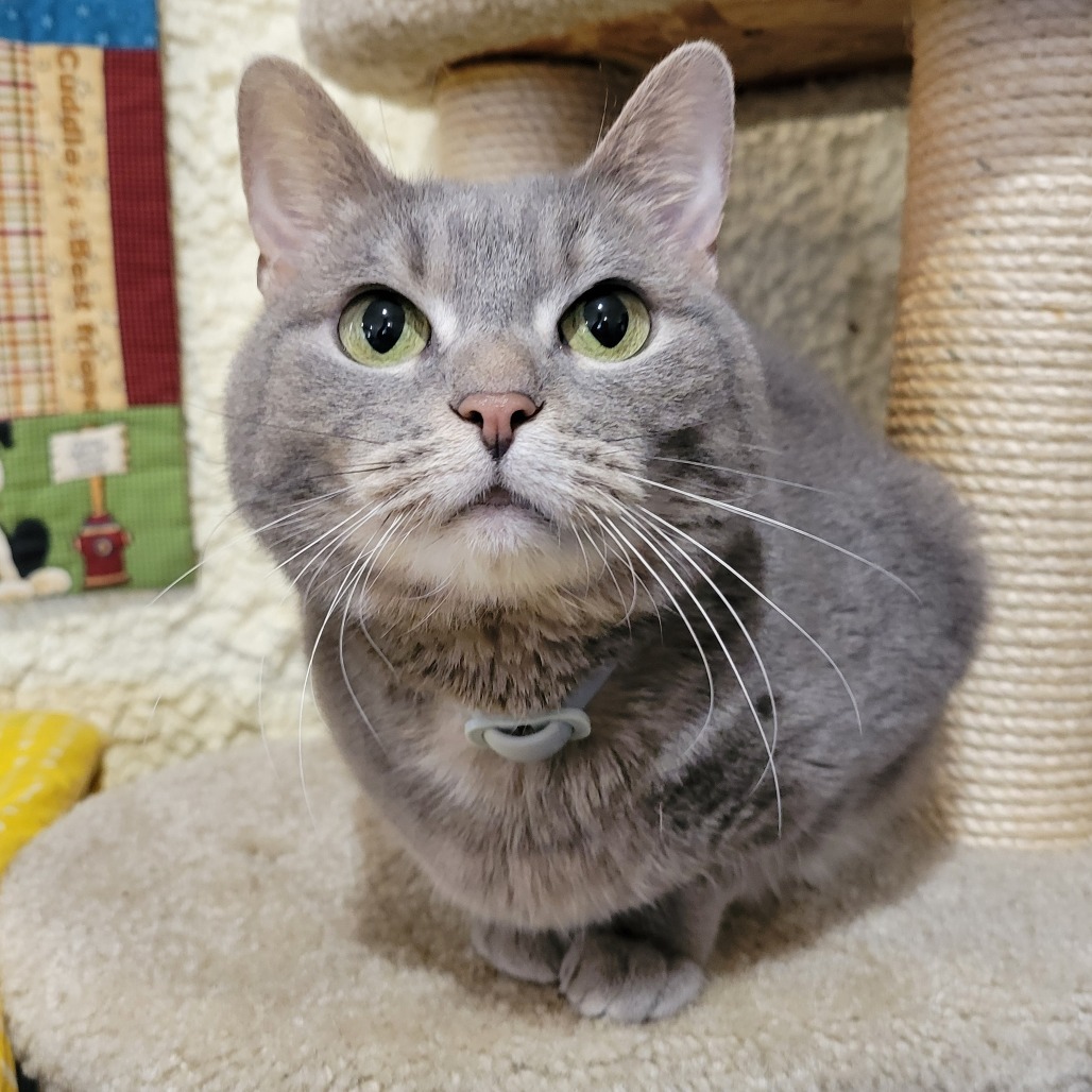 Cotton Tail (Half-sponsored), an adoptable Domestic Short Hair in Park Falls, WI, 54552 | Photo Image 1