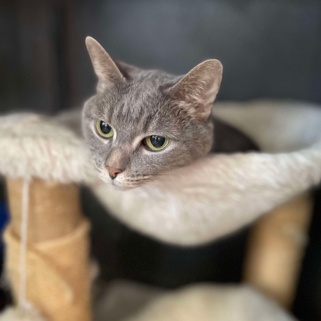 Cotton Tail (Half-sponsored), an adoptable Domestic Short Hair in Park Falls, WI, 54552 | Photo Image 2