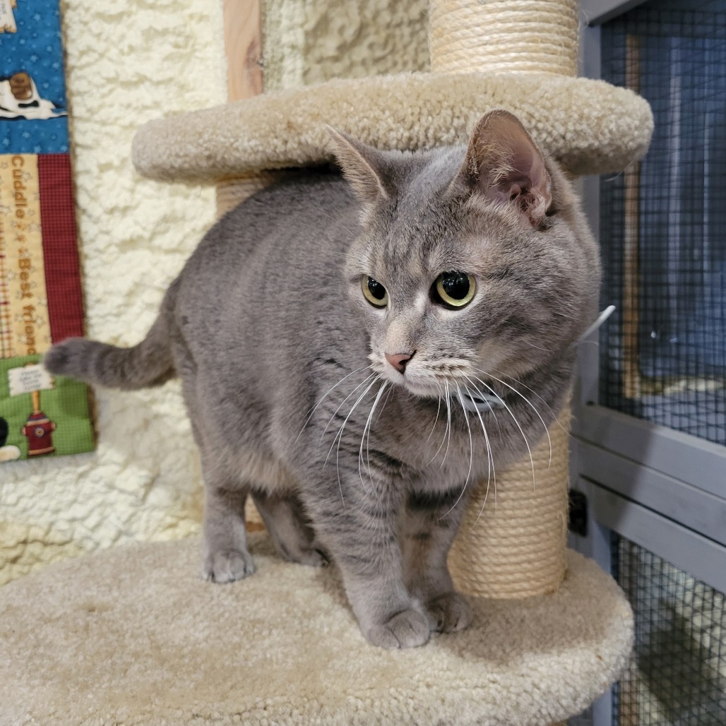 Cotton Tail (Half-sponsored), an adoptable Domestic Short Hair in Park Falls, WI, 54552 | Photo Image 3