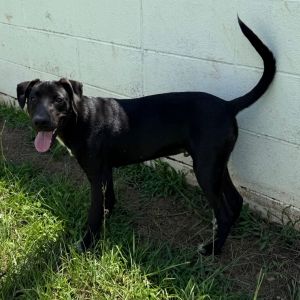 Gloria 5377, Young Female Black Labrador Retriever