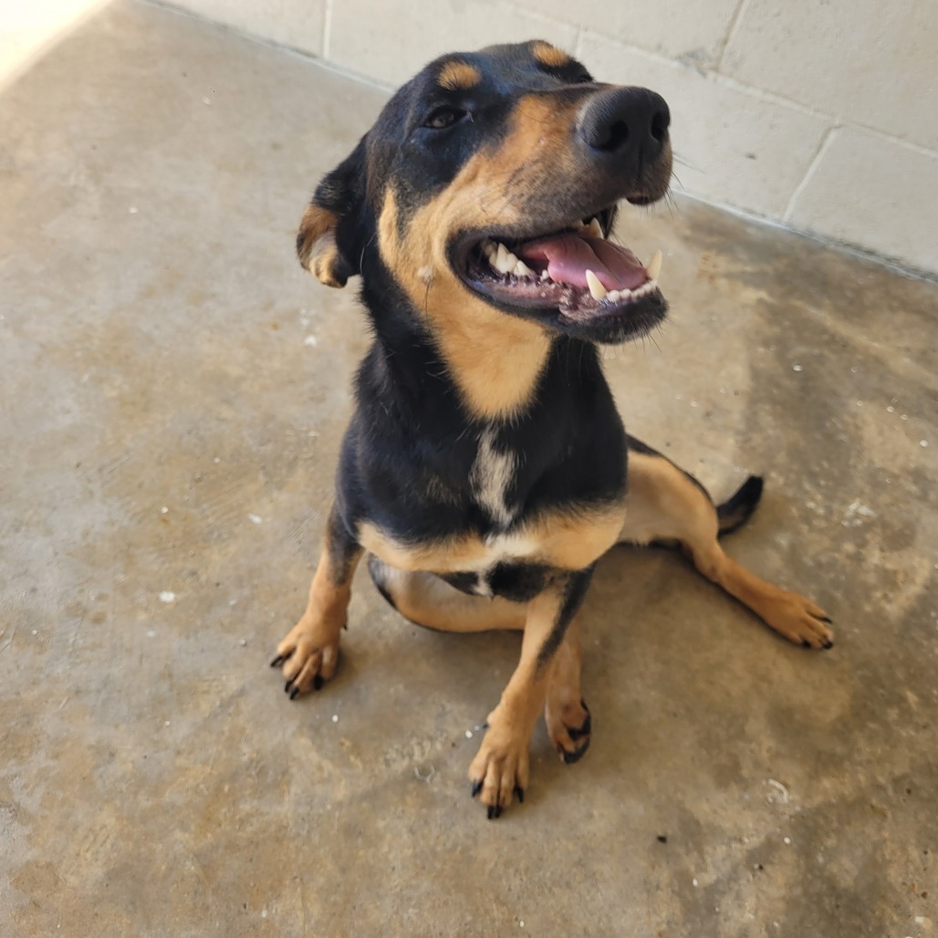Brandy (aka Brady)8878