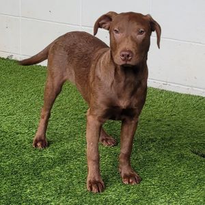 Saucer 0617, Young Male Labrador Retriever