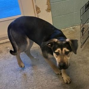 Machine Gun Kelly 4856, Adult Male Shepherd