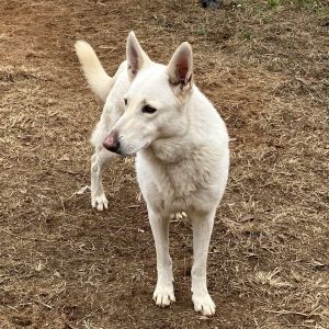 Rugar 1702, Adult Male Shepherd
