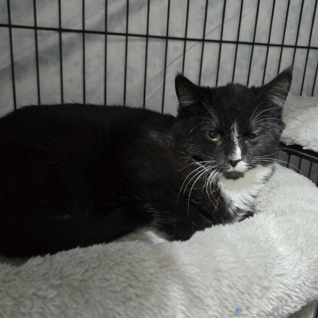 Pepper McGuire, an adoptable Domestic Short Hair in Eagle Mountain, UT, 84005 | Photo Image 1