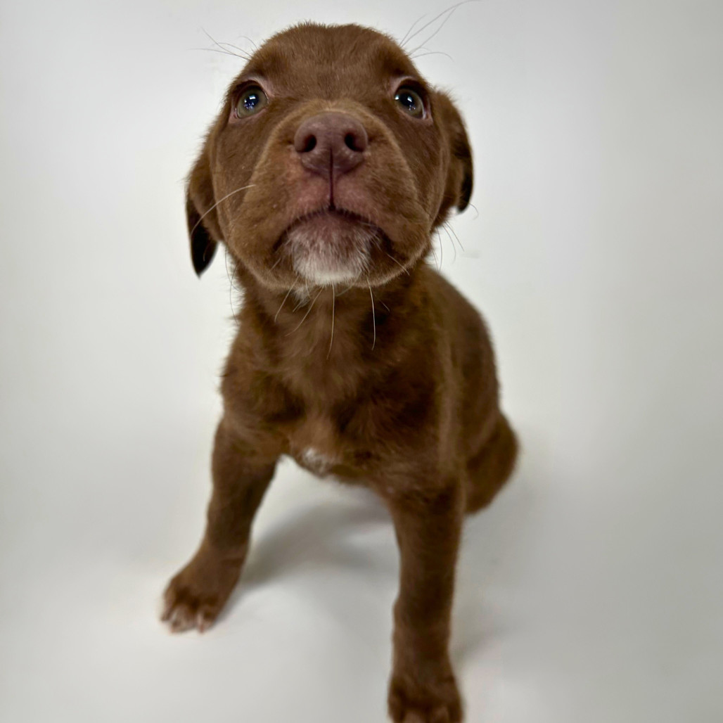 Niimi (She Dances), an adoptable American Staffordshire Terrier, German Shepherd Dog in Brainerd, MN, 56401 | Photo Image 3