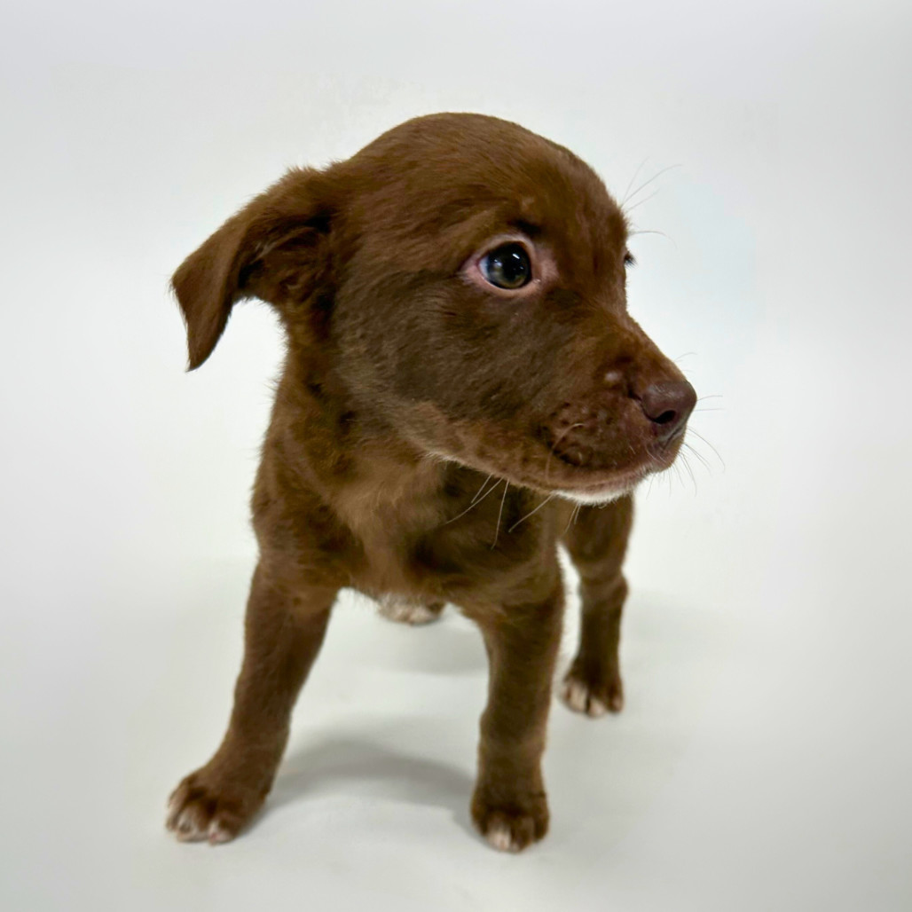 Niimi (She Dances), an adoptable American Staffordshire Terrier, German Shepherd Dog in Brainerd, MN, 56401 | Photo Image 4
