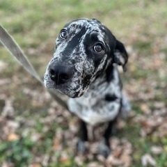 Enzo, an adoptable American Staffordshire Terrier, Labrador Retriever in Rochester, MN, 55903 | Photo Image 1