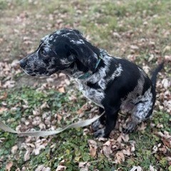 Enzo, an adoptable American Staffordshire Terrier, Labrador Retriever in Rochester, MN, 55903 | Photo Image 4