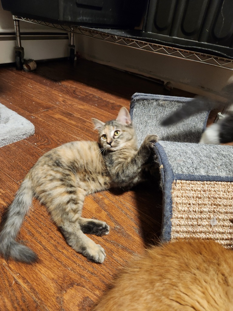 Reinga, an adoptable Domestic Medium Hair in Palmer, AK, 99645 | Photo Image 2