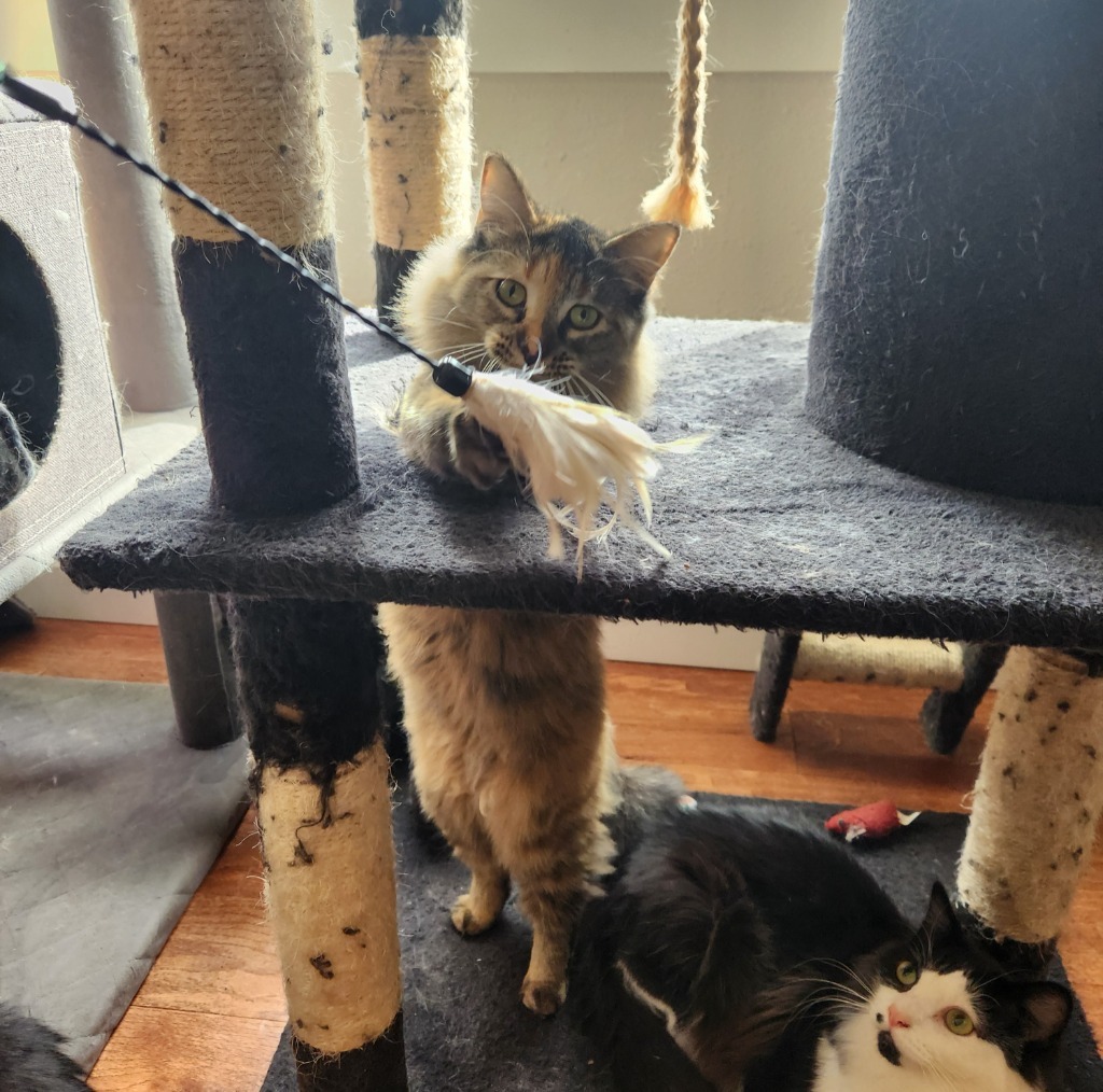 Reinga, an adoptable Domestic Medium Hair in Palmer, AK, 99645 | Photo Image 3