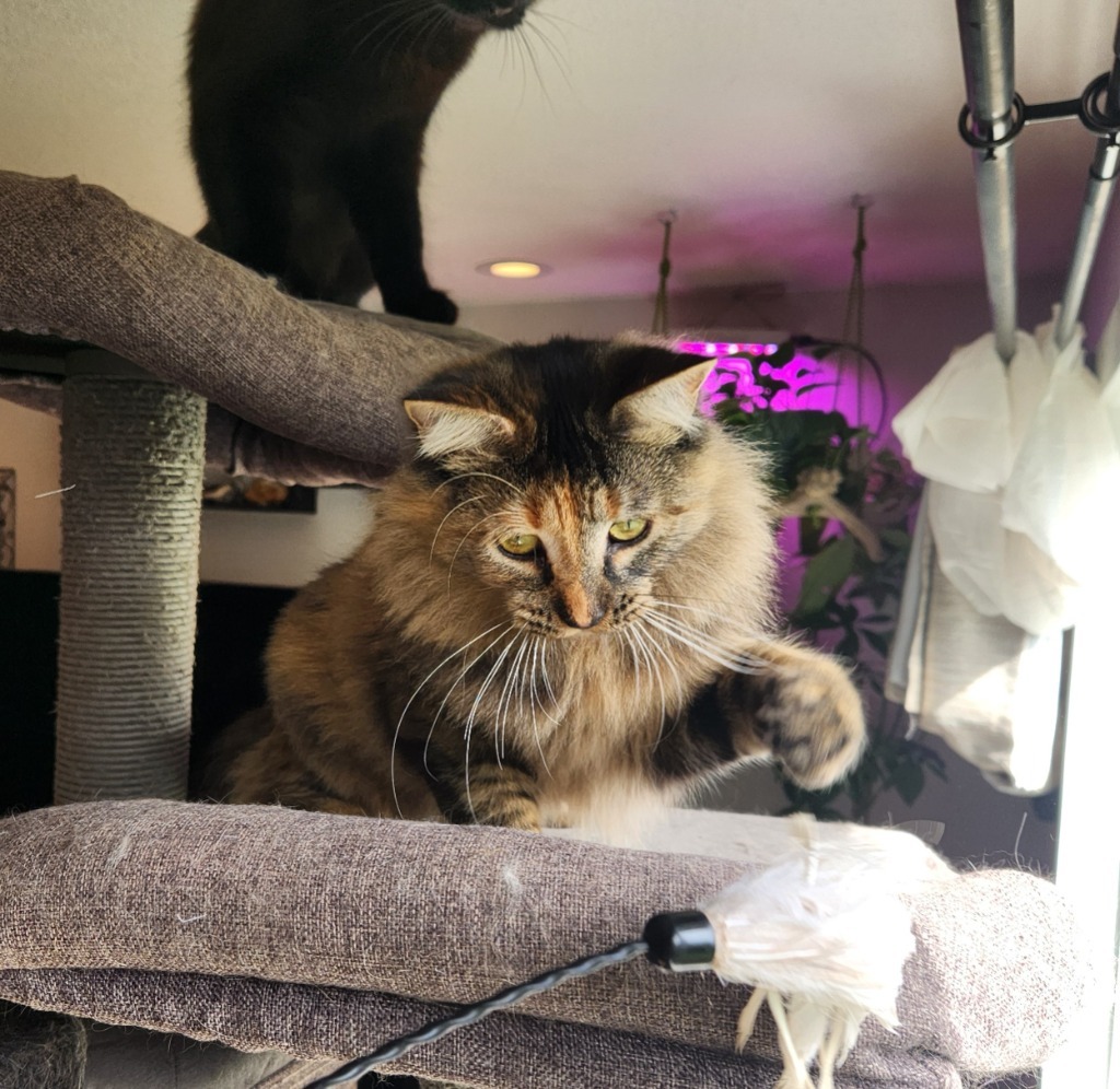 Reinga, an adoptable Domestic Medium Hair in Palmer, AK, 99645 | Photo Image 4