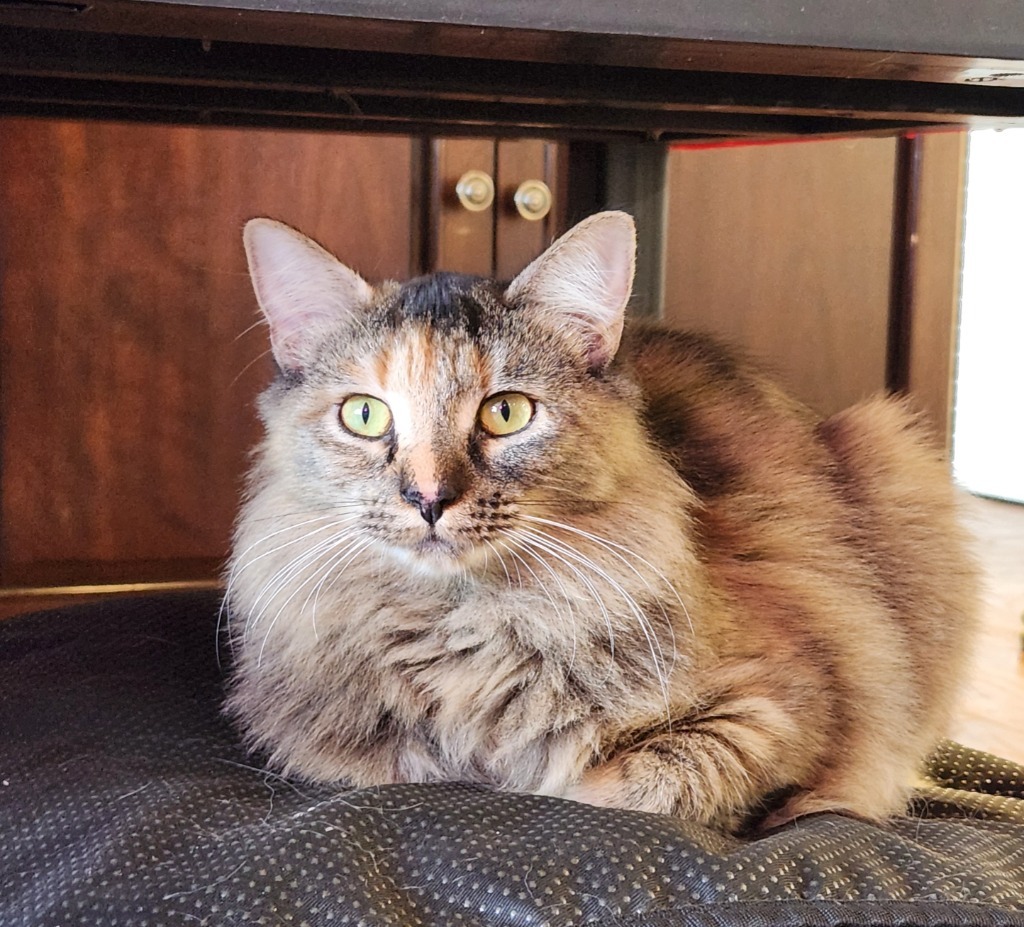 Reinga, an adoptable Domestic Medium Hair in Palmer, AK, 99645 | Photo Image 5