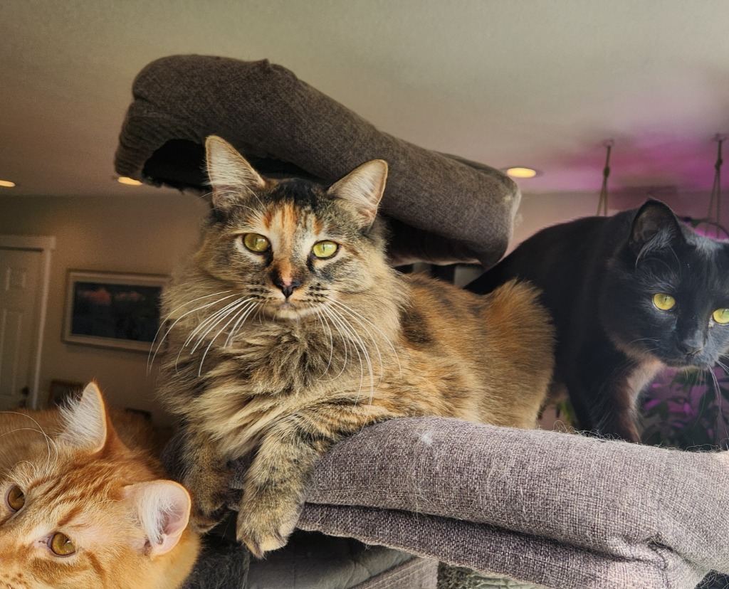 Reinga, an adoptable Domestic Medium Hair in Palmer, AK, 99645 | Photo Image 6