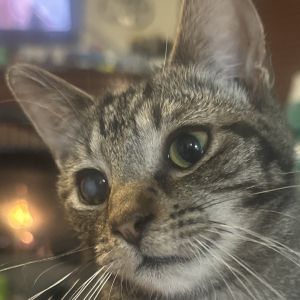 Starburst, Young Male Domestic Short Hair