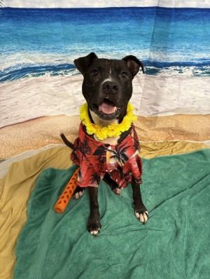 Frazier, Adult Male Pit Bull Terrier