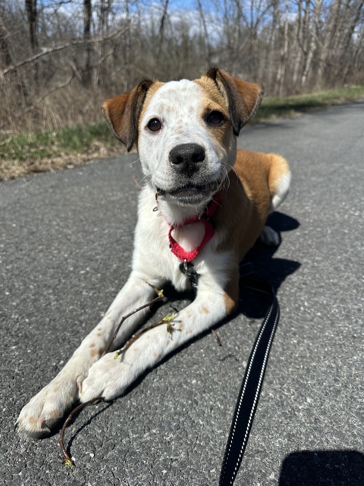 LeeAnn (L Puppies)