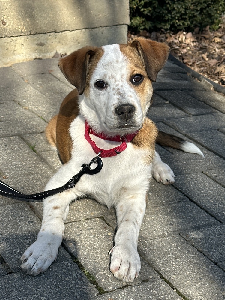LeeAnn (L Puppies)