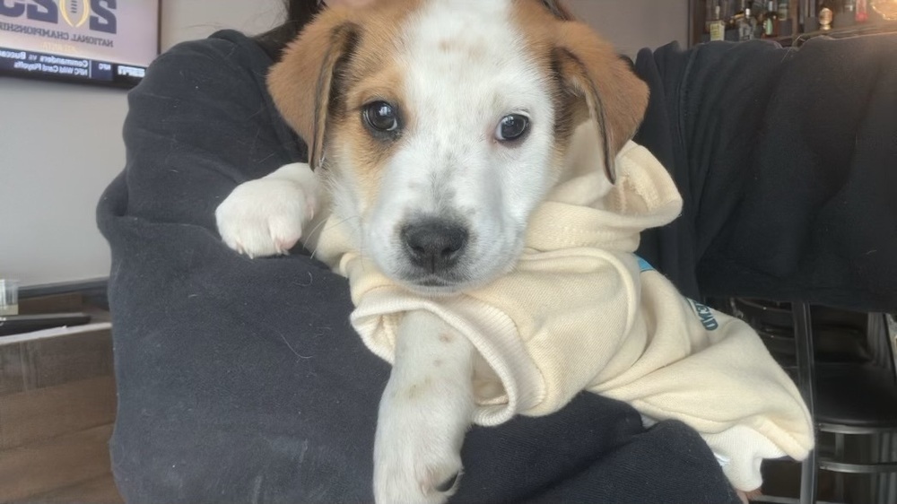 LeeAnn (L Puppies)