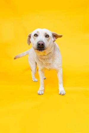 Mozzarella, Young Female Retriever