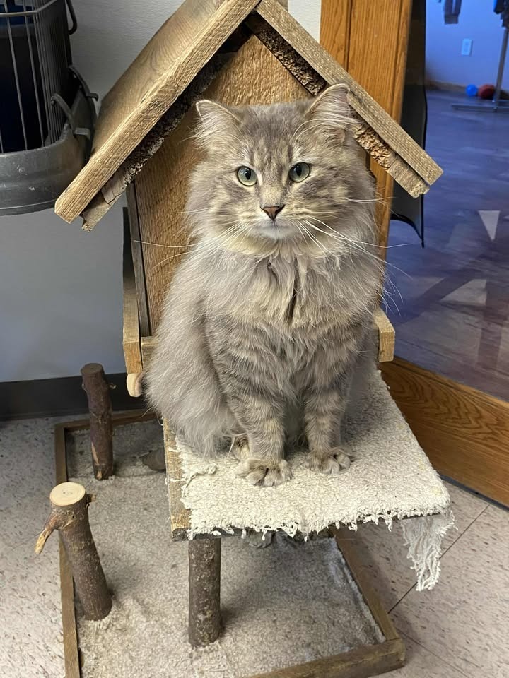 Theo, an adoptable Domestic Long Hair in Elbow Lake, MN, 56531 | Photo Image 1