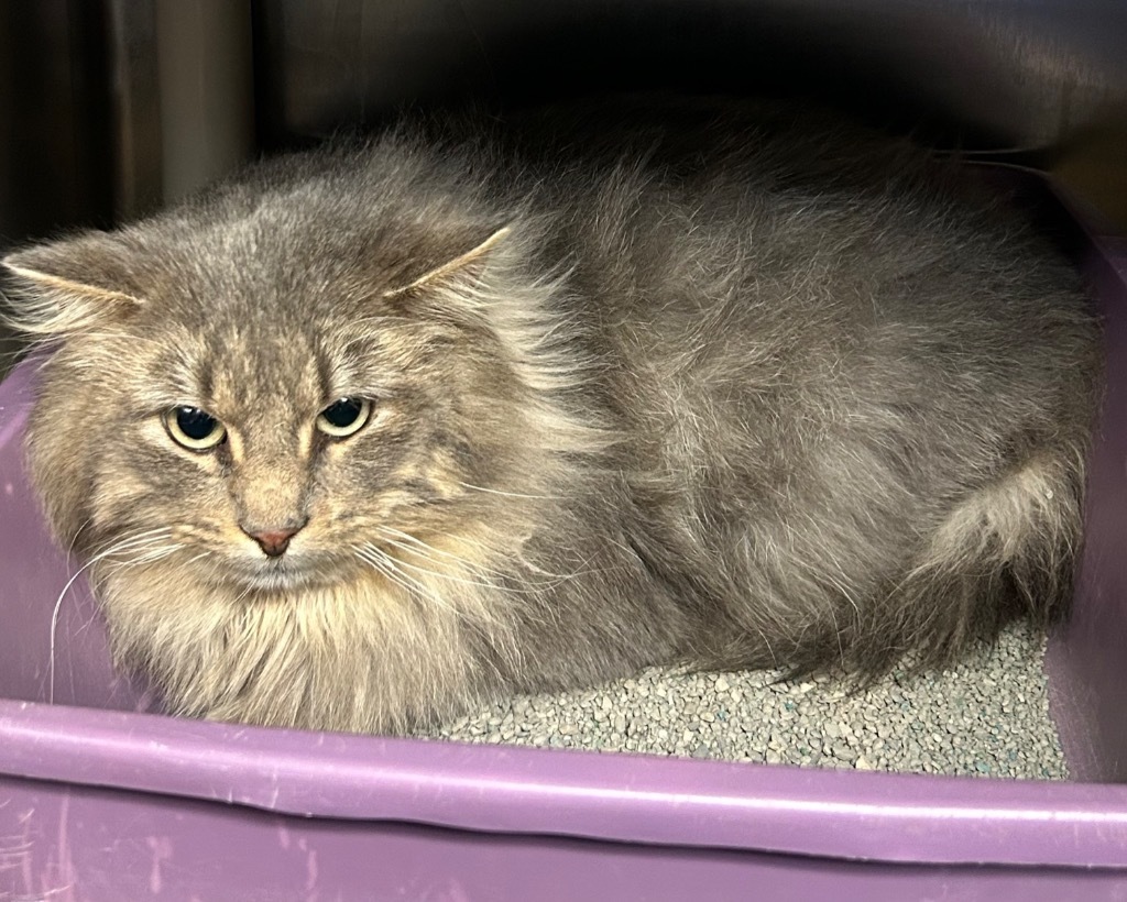 Theo, an adoptable Domestic Long Hair in Elbow Lake, MN, 56531 | Photo Image 2