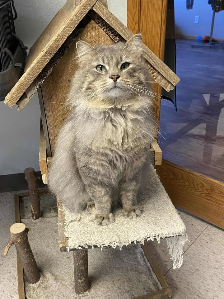 Theo, an adoptable Domestic Long Hair in Elbow Lake, MN, 56531 | Photo Image 3