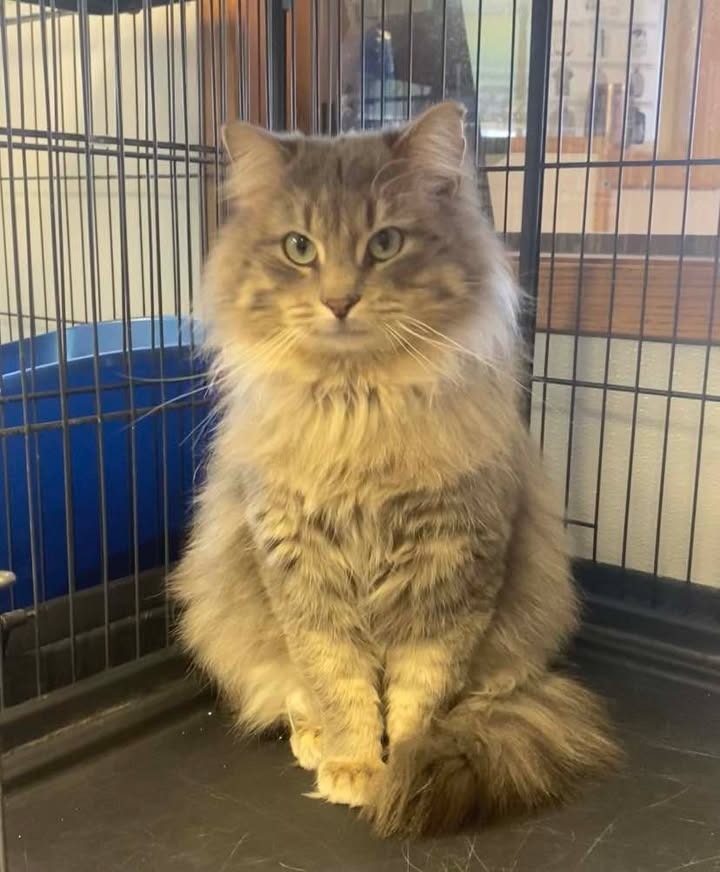 Theo, an adoptable Domestic Long Hair in Elbow Lake, MN, 56531 | Photo Image 4