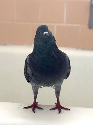 Mardi Gras w/ Peck Pigeon Bird