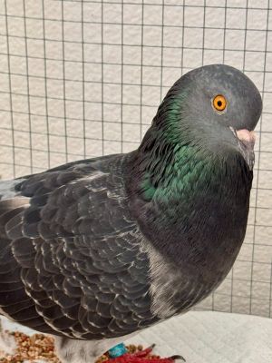 Robbie is a sweet and silly girl who keeps things interesting She loves people and other pigeons a