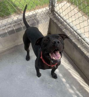 Wile E. Coyote, Adult Male Mixed Breed