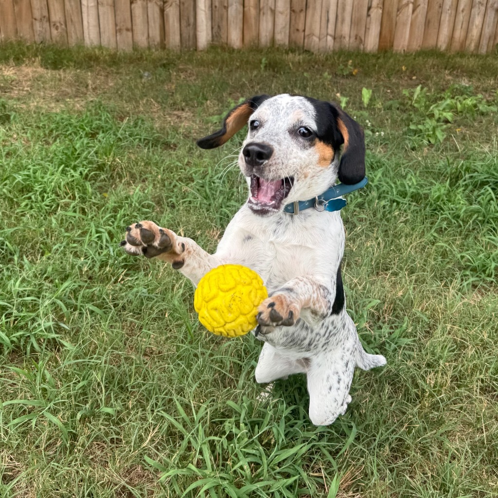 Dotty