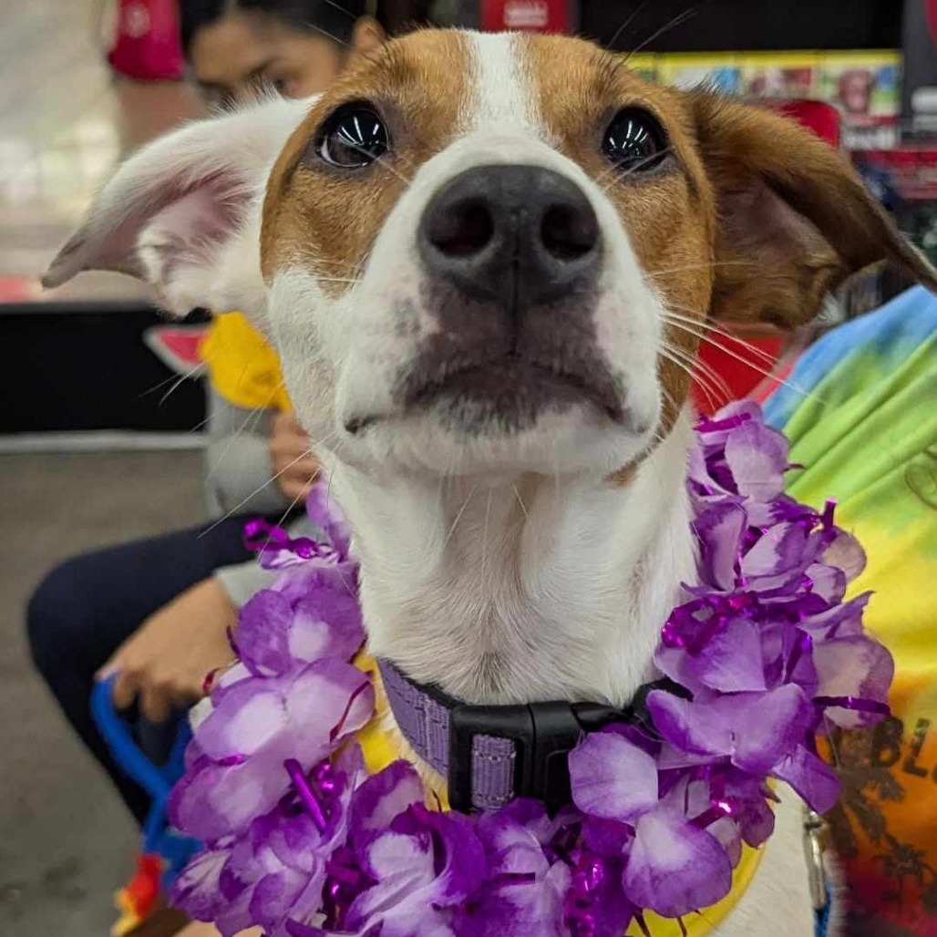 Frankie, an adoptable Mixed Breed in Volcano, HI, 96785 | Photo Image 1