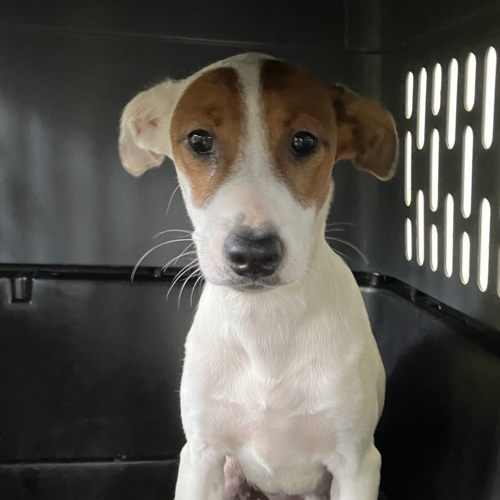 Frankie, an adoptable Mixed Breed in Volcano, HI, 96785 | Photo Image 2