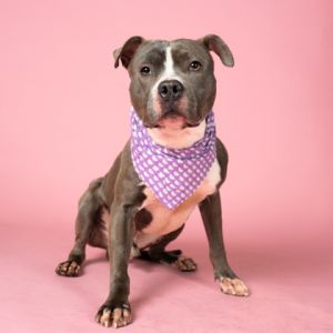Kendrick, Adult Male Pit Bull Terrier