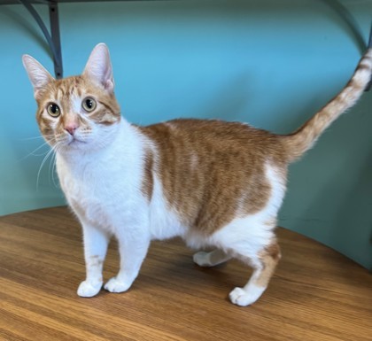 Clay, an adoptable Domestic Short Hair in Willmar, MN, 56201 | Photo Image 1