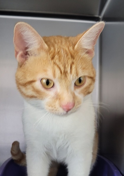Clay, an adoptable Domestic Short Hair in Willmar, MN, 56201 | Photo Image 3