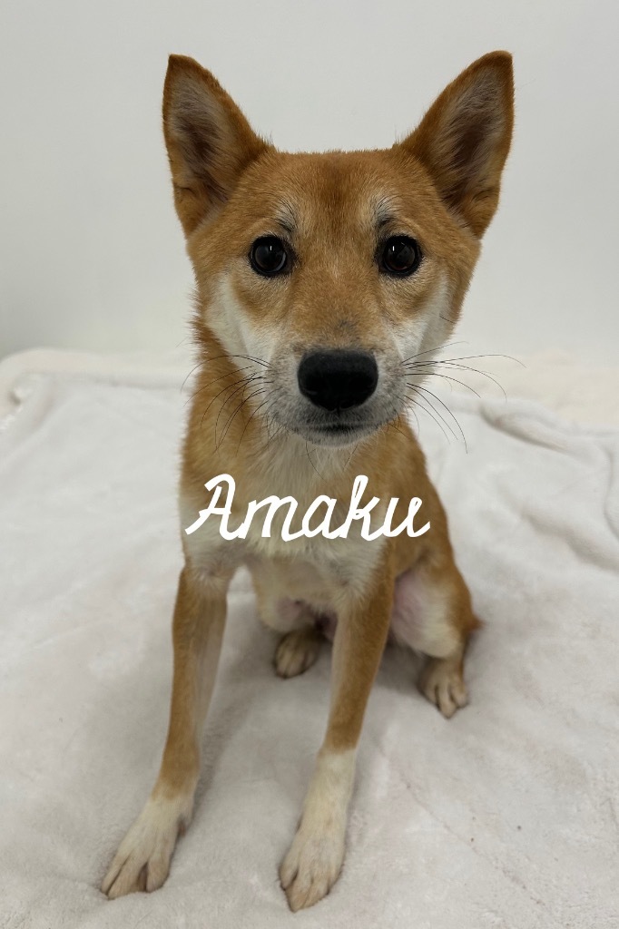 Amaku